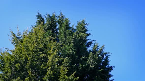 Bushy Pine Tree In Breeze alt