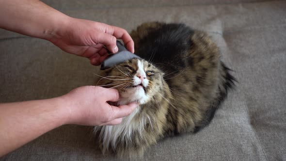 Combing the Cat on the Couch alt