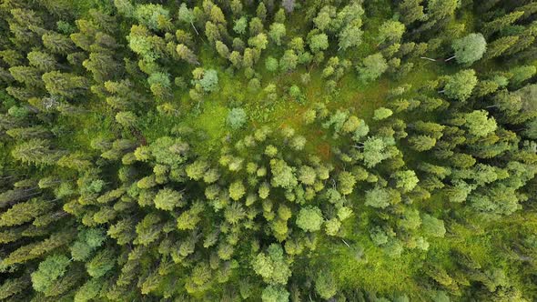 Aerial Top Down View on Forest in the Summer, Drone Shot Flying Over Tree Tops, Nature Background