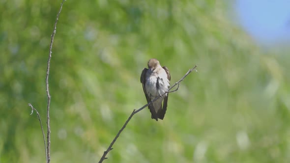 Western Wood Pewee Bird Real Time 60p