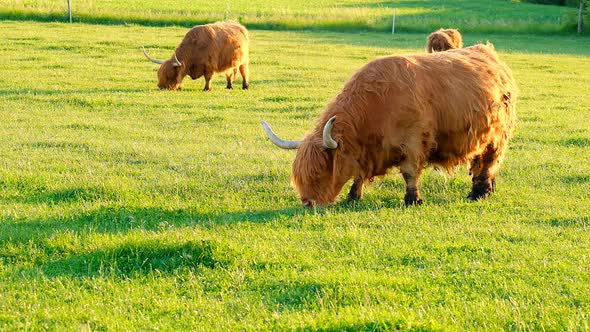 Scottish cows Highland breed.Red cows. alt