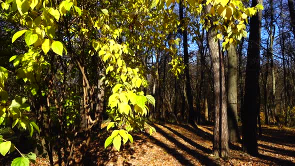 Autumn leaves on a tree in the park. alt
