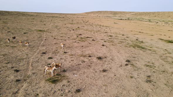Drone orbit of a group of wild donkeys or asses in the desert on a sunny day with blue sky. Location alt