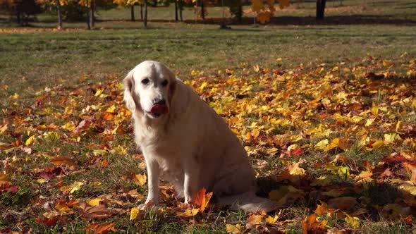 Portrait of a Beautiful Golden Retriever in Fallen Autumn Foliage