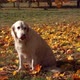 Portrait of a Beautiful Golden Retriever in Fallen Autumn Foliage - VideoHive Item for Sale