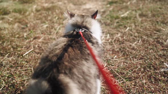 A walk of a beautiful fluffy cat on a leash along a green meadow in the forest. Slow motion. POV. alt