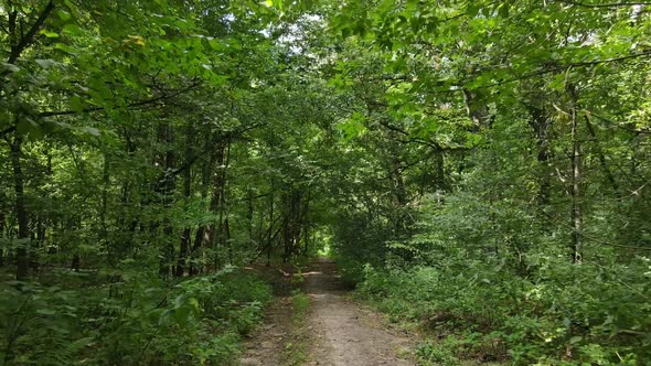 Natural Landscape in the Forest During the Day alt