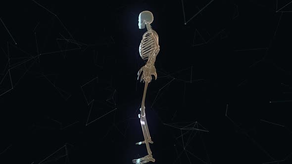 Man Skeleton System V1 Hd alt