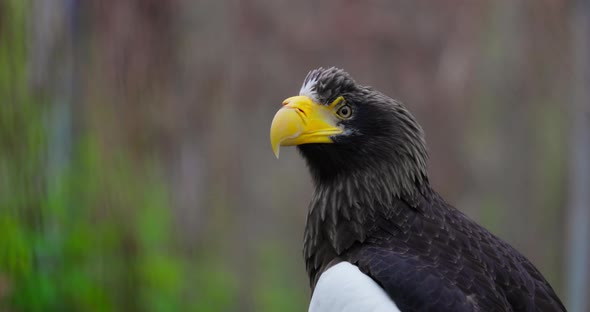 Steller's Sea Eagle Haliaeetus Pelagicus alt