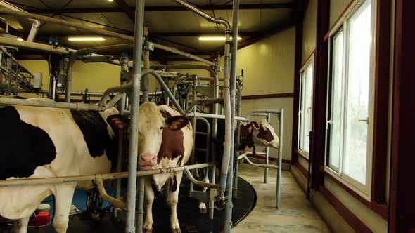 Shot of the Cow's in the Milking System alt
