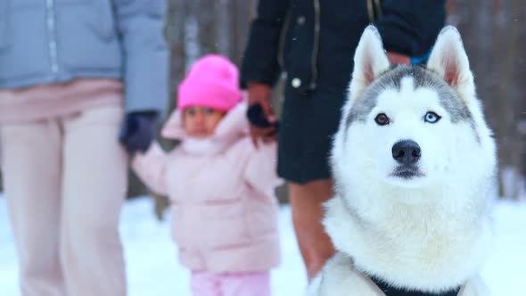 Mixed Race Family in Threesome Spending New Year Holidays in Park with Their Husky Dog alt