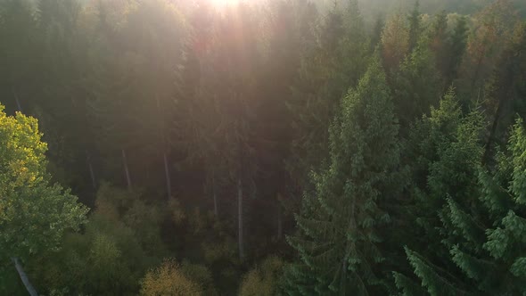 Aerial View of Misty Morning Forest at Sunrise