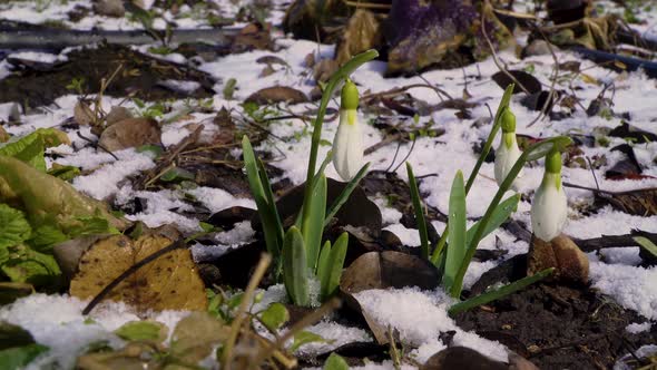 Beautiful Snowdrop Flower Bloom and Snow in Spring alt