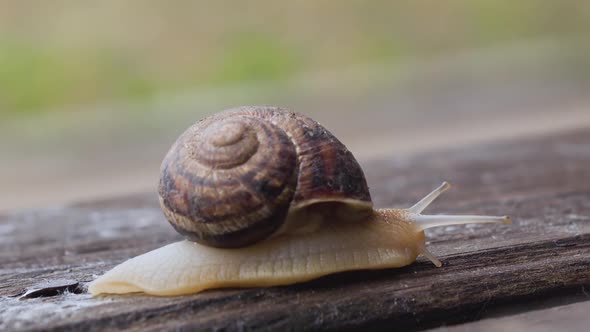 Garden Snail Crawling on a Wooden Surface alt