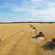 Combine Harvester. Wheat harvest - VideoHive Item for Sale