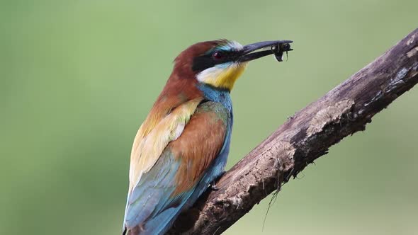 European bee-eater, Merops apiaster. A bird sits on a beautiful old branch and holds a prey