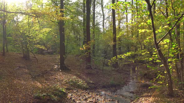 Forest and river alt