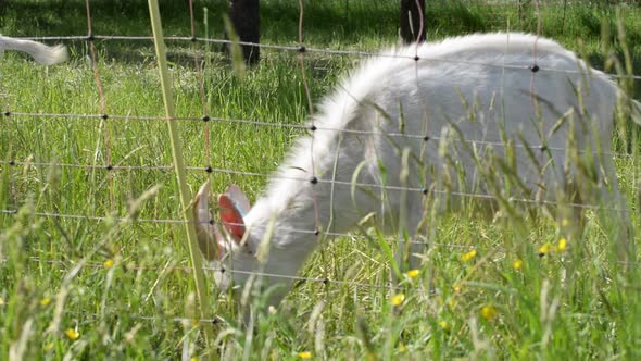 White furry goat. with two thick horns grazing behind a wire fence on a sunny spring day in Germany. alt