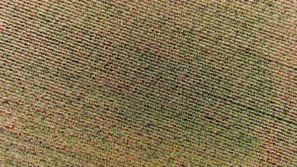 4K UHD aerial drone footage, 360º turn over a corn field.