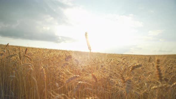 Wheat Field Landscape at Sunset alt