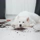 Guilty Dog on the Floor Next to an Overturned Flower - VideoHive Item for Sale
