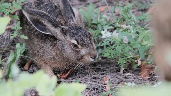 Wild Hare is Sitting in the Bushes Closeup Gray Rabbit Sit Down in the Forest alt