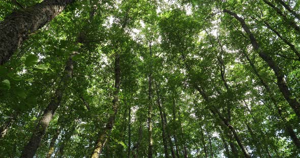 The forest closed to the Chambon lake, Murol, Puy de Dôme, Auvergne, France alt