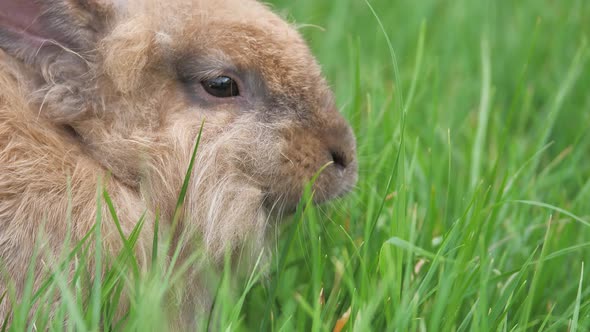 Close up footage of a small rabbit eating his food on a meadow