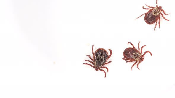 Lot of Mites Crawling Along White Background alt