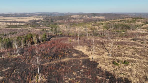 Forest After Fire Flame Drone Aerial Drought Dry Black Earth Ground Vegetation Wild Stand Green