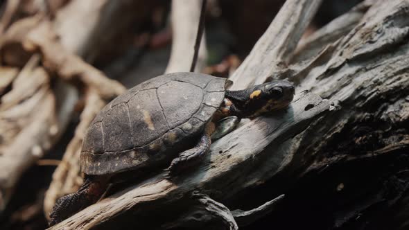 Spotted Turtle Lies on the Roots of a Huge Tree alt