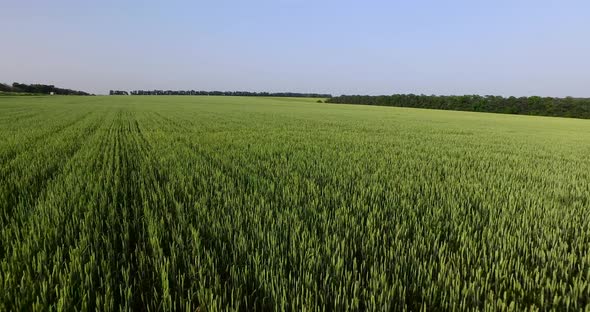 Field of Green Wheat. Overhead Shot alt