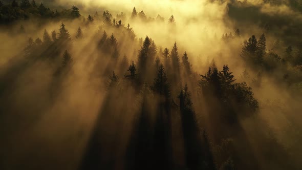 Misty autumn forest alt