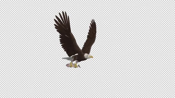 Bald Eagle with Salmon Fish - 4K Flying Loop - Side Angle