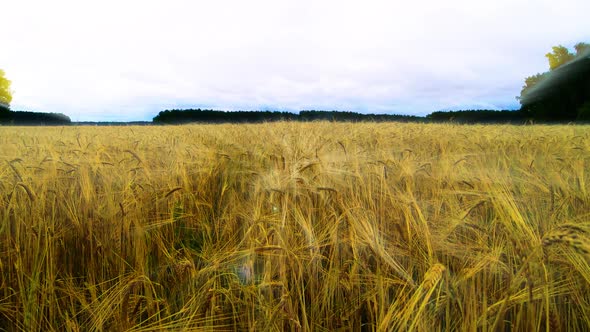  Wheat field