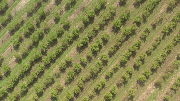 Cultivated cherry orchard trees from above 4K aerial video alt