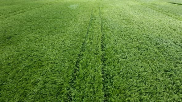 Aerial view over a wheat alt