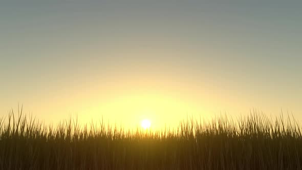 Grass Silhouette Sunset