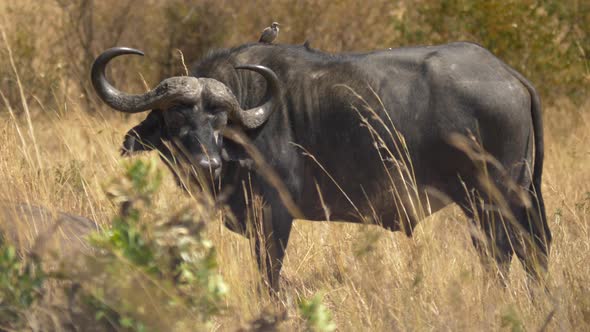 African buffalo with a bird on its back alt