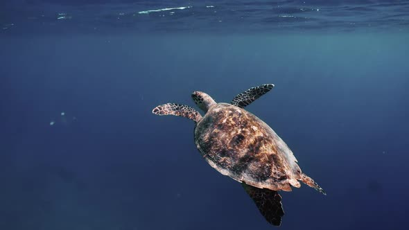 Sea Turtle Slowly Swimming in Blue Water Through Sunlight alt