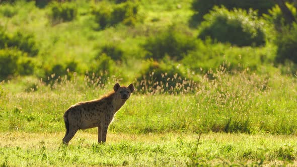 A Medium Shot of a Spotted Hyena Feeding in the Dense Grass Captured During a Scientific Expedition alt