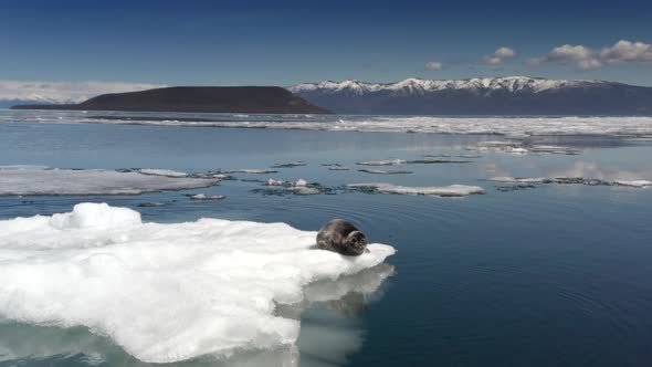 Baikal Seal Lies on Hummock Ice in Water in Spring Time Aerial Shoot