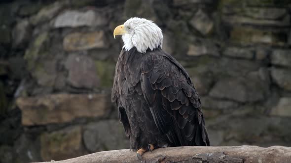 Picturesque Bald Eagle Haliaeetus Leucocephalus Sitting on Rocky Background and Looking Around alt