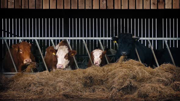 Cows Feeding In Cattle Shed by RockfordMedia | VideoHive