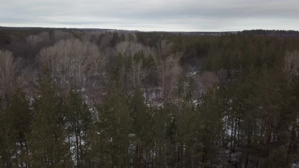 Winter in Woodland, Aerial Shot, Naked Trees and Green Spruces
