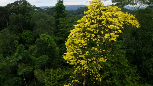 Aerial view of a Guayacan Trumpet Tree, Tabebuia guayacan, with yellow flowers alt