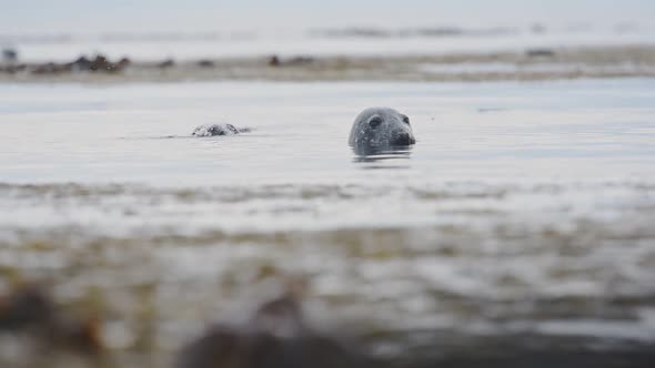 Harbor Seals Submerged In The Cold Waters In Rathlin Island, Ireland - Closeup Shot alt