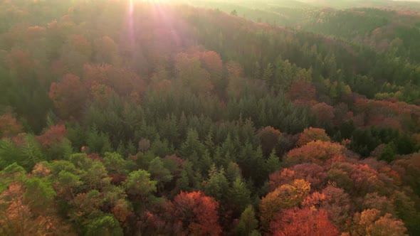 Drone Over Sunlit Dense Autumn Forest At Sunset alt
