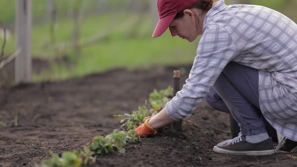 Famer Working with Strawberry Seedlings