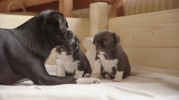 A Japanese Chin, Chihuahua mix mother plays with her 3 week old pups alt
